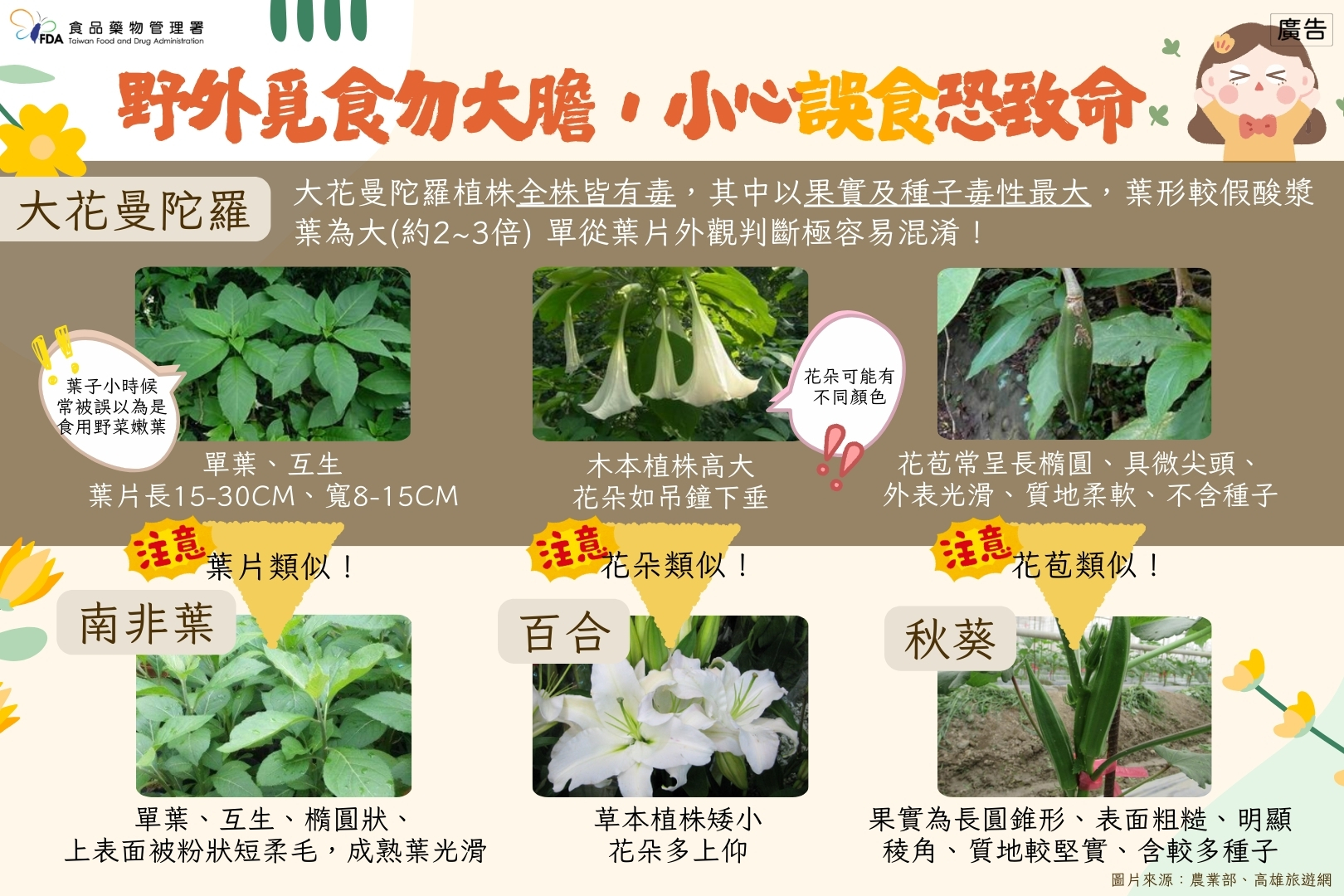 宣導「不採、不食野生不明動植物」原則，以降低食品中毒風險！有毒植物如大花曼陀羅、百合、秋葵、南非葉食用。
